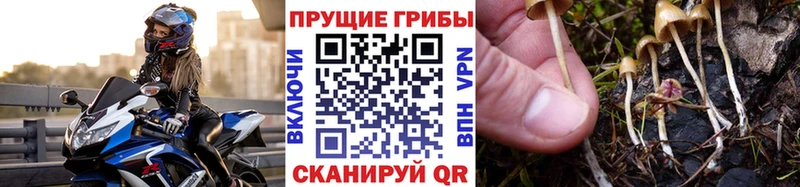 Псилоцибиновые грибы GOLDEN TEACHER  Артёмовский 